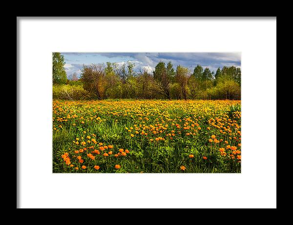 Buttercup Framed Print featuring the photograph Sunny Buttercups Field. Altai by Victor Kovchin