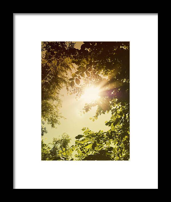 Sunlight Framed Print featuring the photograph Sunny Forest by Wim Lanclus