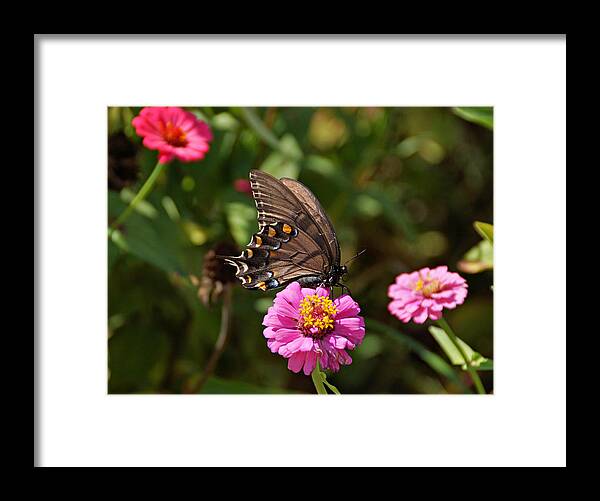 Butterfly Framed Print featuring the photograph Sunny Garden by Sandy Keeton