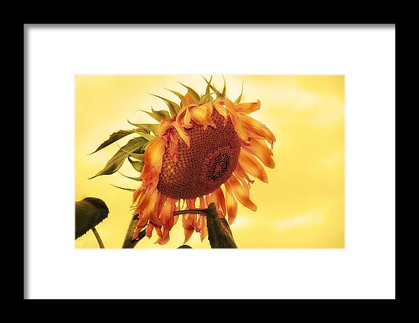 Sunflower Framed Print featuring the photograph Sunny by Kathleen Stephens