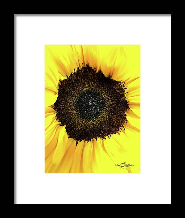 Sunflower Framed Print featuring the photograph Sunny by Steph Gabler