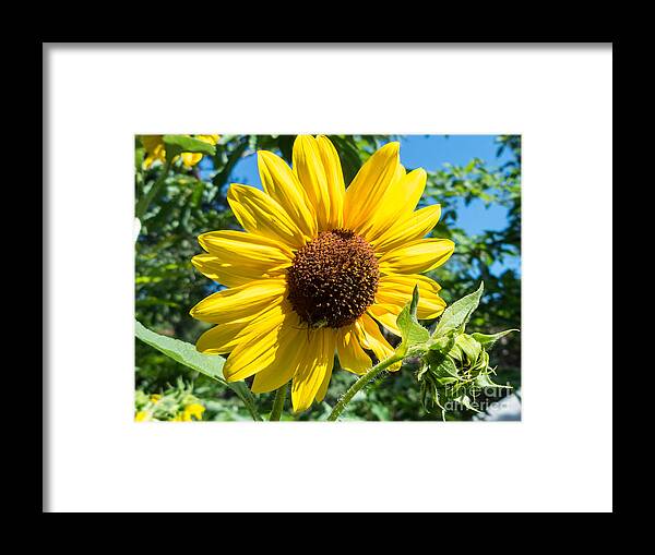 Bob And Nancy Kendrick Framed Print featuring the photograph Sunny Sunflower by Bob and Nancy Kendrick