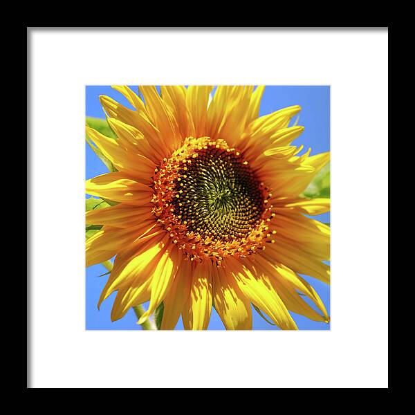 Sunflower Framed Print featuring the photograph Sunny Sunflower Square by Christina Rollo