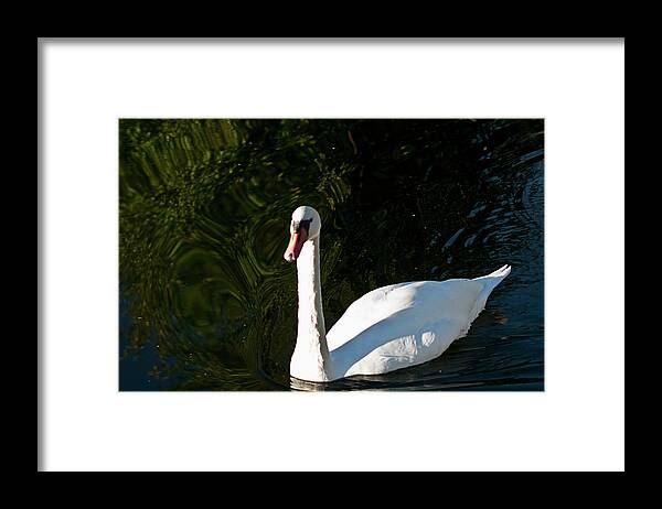 Swan Framed Print featuring the photograph Sunny Swan by ShaddowCat Arts - Sherry