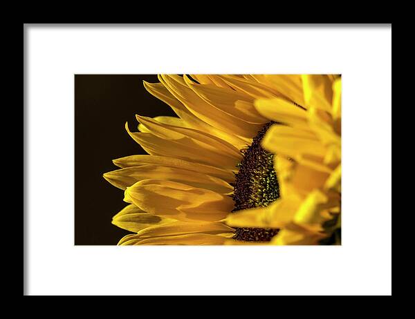 Sunflower Framed Print featuring the photograph Sunny Too by Mike-Hope by Michael Hope