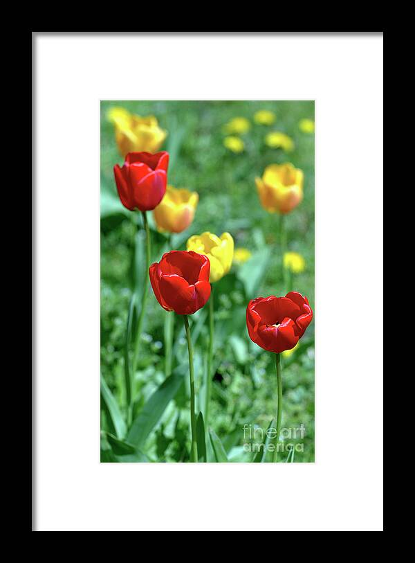 Flower.flora Framed Print featuring the photograph Sunny Tulips by Stephen Melia
