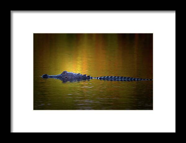 Alligator Framed Print featuring the photograph Sunrise Alligator by Mark Andrew Thomas