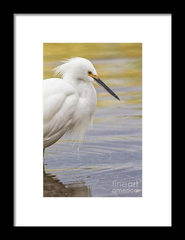 Egret Framed Print featuring the photograph Sunrise Egret by Ruth Jolly
