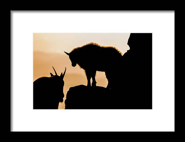 Mountain Goat Framed Print featuring the photograph Sunrise on the Mountain #2 by Mindy Musick King