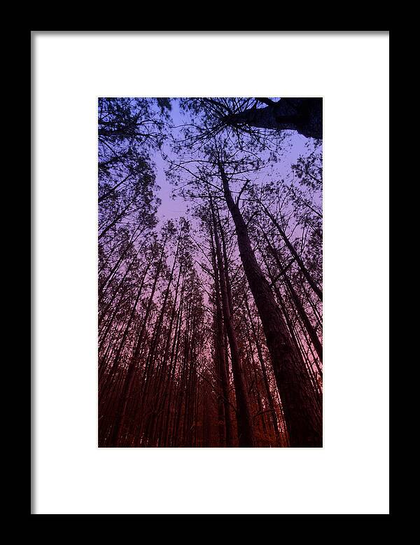 Forest Framed Print featuring the photograph Sunset Forest by M K Miller