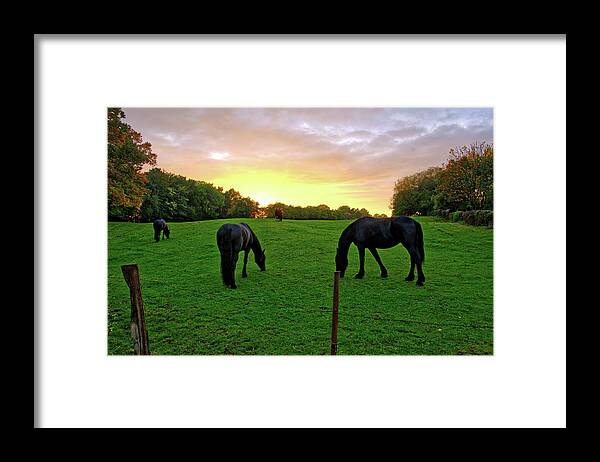 Belgium Framed Print featuring the photograph Sunset horses by Ingrid Dendievel