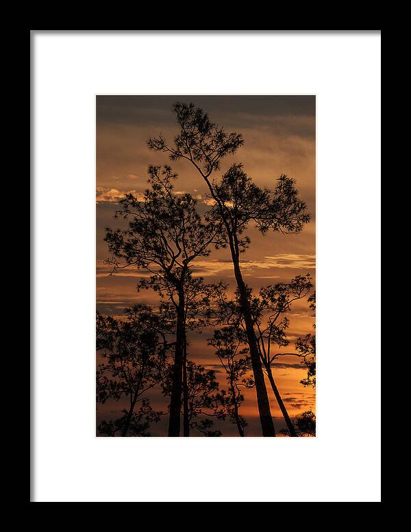 Pine Framed Print featuring the photograph Sunset in the Pine Woods by Mitch Spence