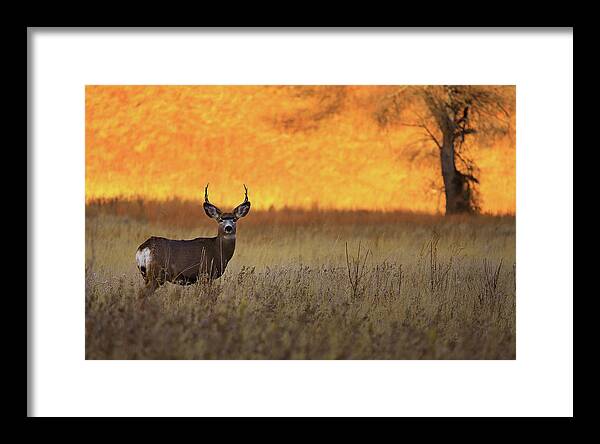 Nature Framed Print featuring the photograph Sunset Lover by Kadek Susanto