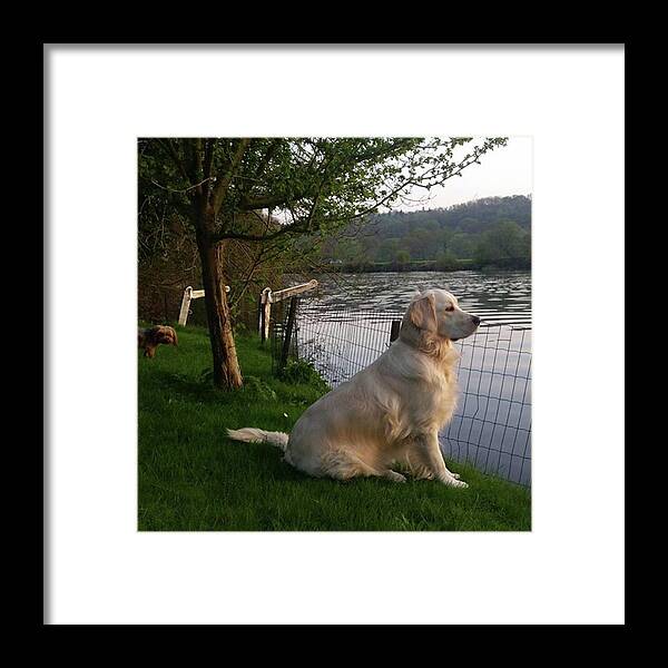 Dog Framed Print featuring the photograph Sunset Meditation by Rowena Tutty