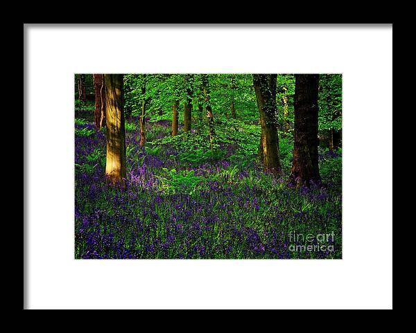 Bluebells Framed Print featuring the photograph Sunset on Bluebells in Spring by Martyn Arnold