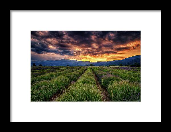 Field Framed Print featuring the photograph Sunset Over Lavender Field by Plamen Petkov