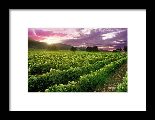 Napa Framed Print featuring the photograph Sunset over the Vineyard by Jon Neidert