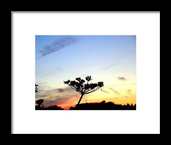 Sunset Framed Print featuring the photograph Sunset seedhead silhouette by Susan Baker