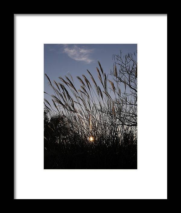 Sunset Framed Print featuring the photograph Sunset through the Rushes by Jack Riordan