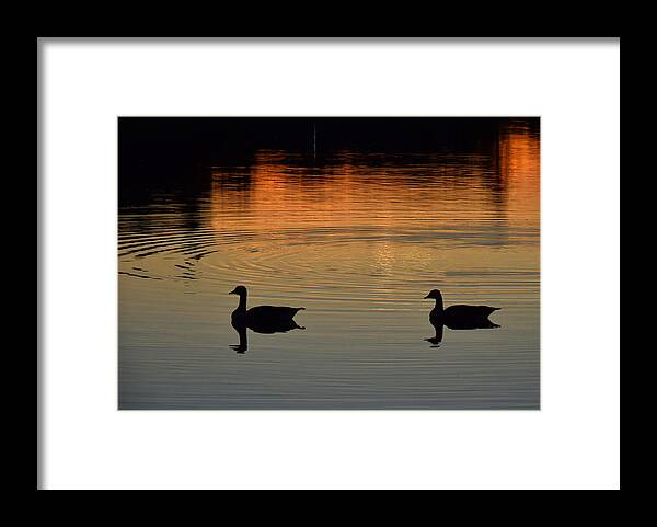 Ducks Framed Print featuring the photograph Sunset View by Tricia Marchlik