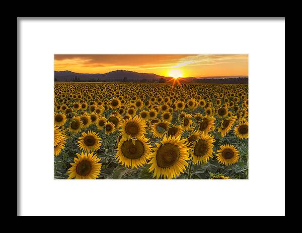 Sunflower Framed Print featuring the photograph Sunshine and Happiness by Mark Kiver