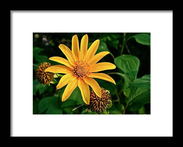 Flower Framed Print featuring the photograph Sunshine Cheerleader by Kathleen Scanlan