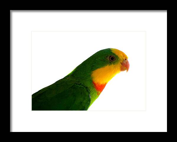  Superb Parrot Framed Print featuring the photograph Superb Parrot Polytelis swainsonii by Nathan Abbott