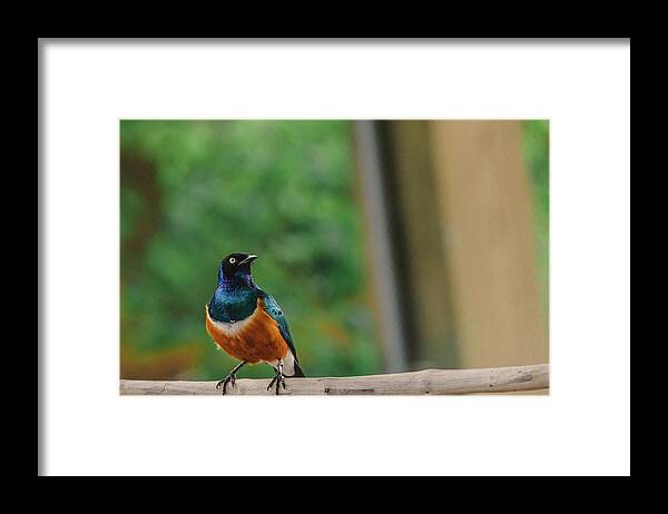 Indianapolis Zoo Framed Print featuring the photograph Superb Starling by Jamie Cook
