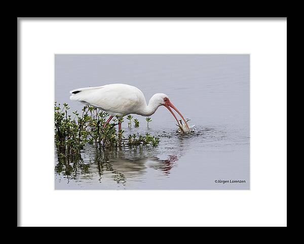 White Ibis Framed Print featuring the photograph Big Catch by Jurgen Lorenzen