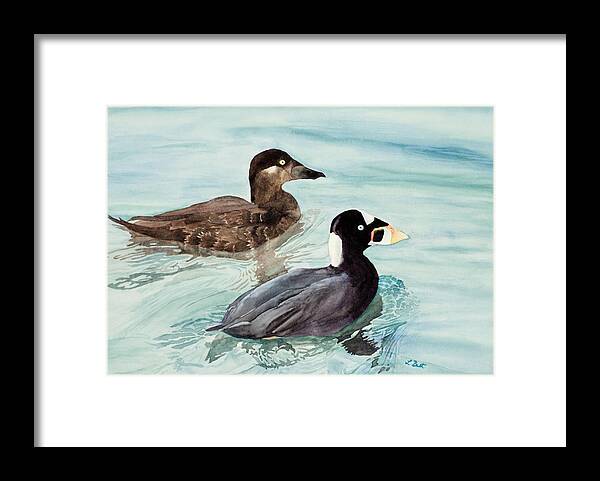Surf Framed Print featuring the painting Surf Scoter Ducks by Laurel Best