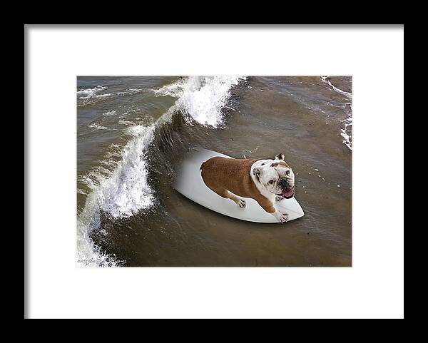 Bulldog Framed Print featuring the photograph Surfer Dog by John A Rodriguez