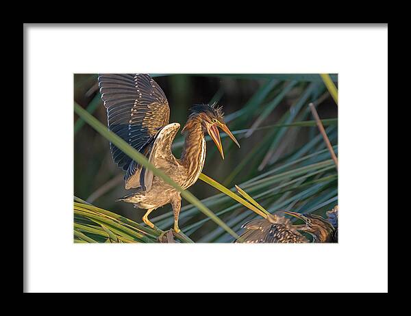 Water Bird Framed Print featuring the photograph Surprise Attack by Tam Ryan