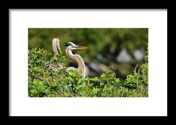 Nest Framed Print featuring the photograph Surprise by Carol Bradley