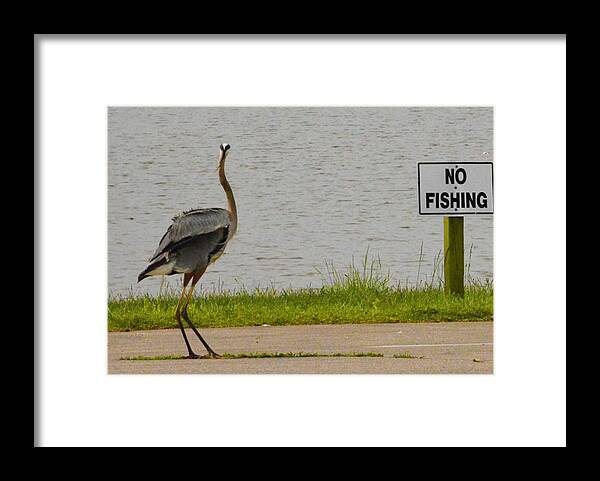 Blue Heron Framed Print featuring the photograph Surprised by Sumoflam Photography