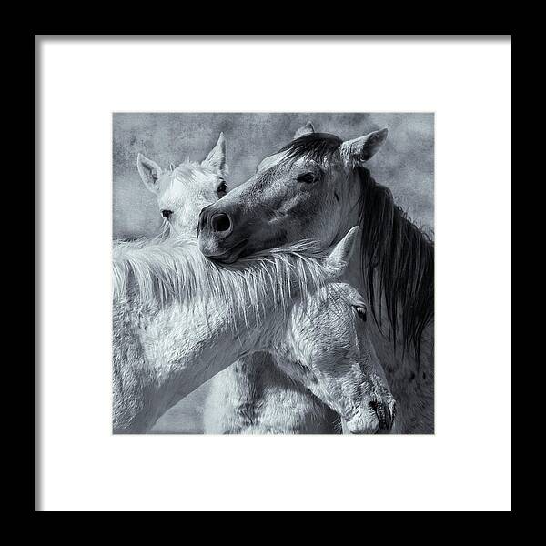 Wild Horses Framed Print featuring the photograph Surrounded by Love BW by Belinda Greb