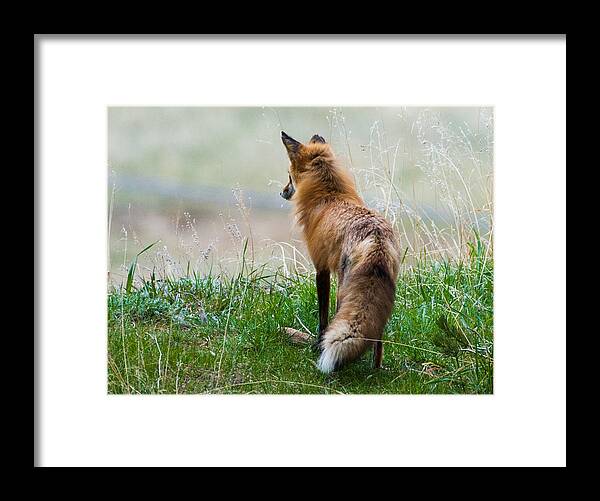 Red Fox Framed Print featuring the photograph Surveying Her Domain by Mindy Musick King