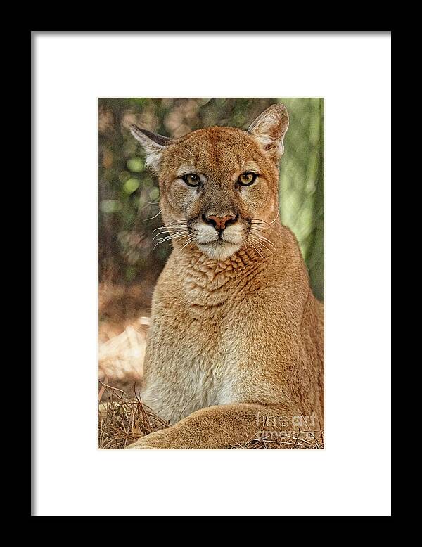 Cougar Framed Print featuring the photograph Surveying His Kingdom by Jo Ann Gregg