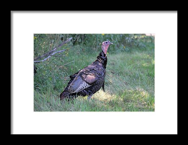 Wild Turkey Framed Print featuring the photograph Surveying The Area by Doris Potter