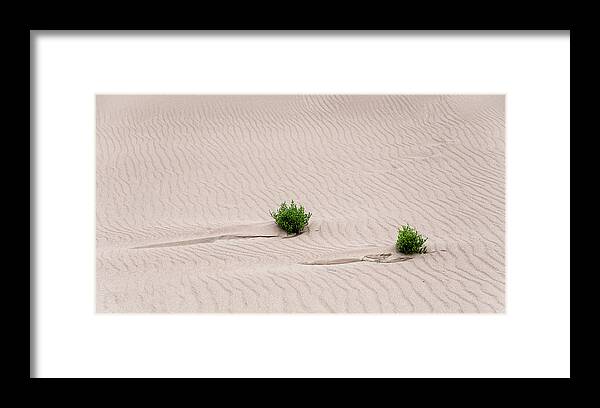 Great Sand Dunes Framed Print featuring the photograph Survival of Nature by Monte Stevens