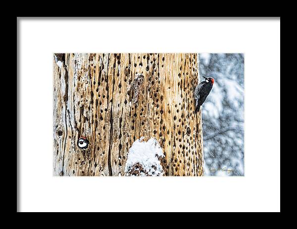 Birds Framed Print featuring the photograph Survivors by Dan McGeorge