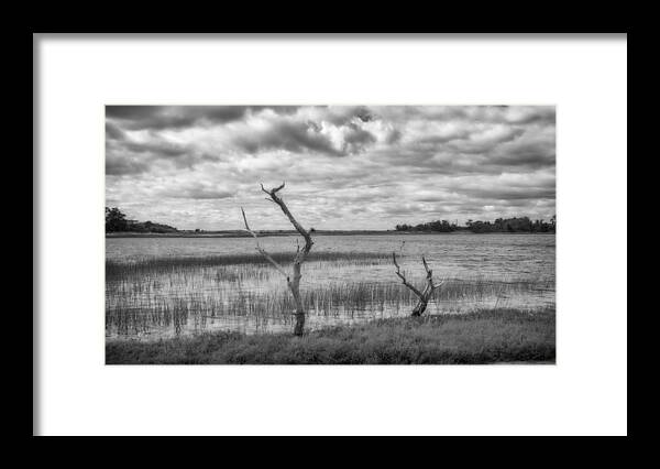 Trees Framed Print featuring the photograph Survivors by Kate Hannon