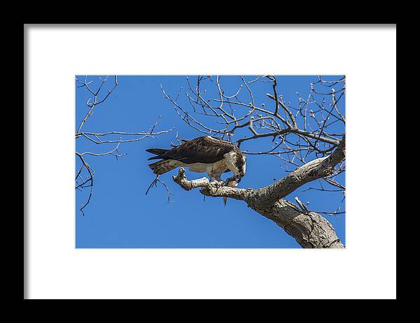 Osprey Framed Print featuring the photograph Sushi by Cathy Kovarik