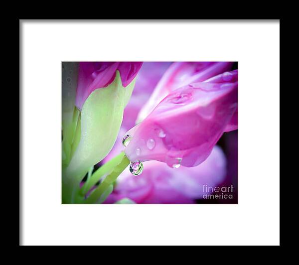 Droplet Framed Print featuring the photograph Suspended by Kerri Farley