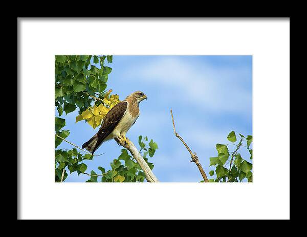 Bird Of Prey Framed Print featuring the photograph Swainson's Hawk Perched by John De Bord