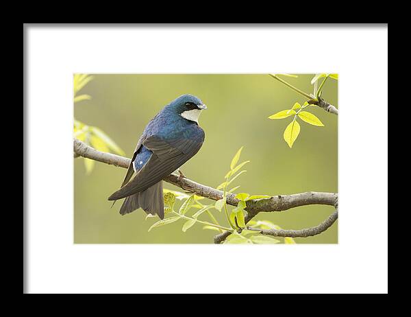Male Framed Print featuring the photograph Swallow by Mircea Costina Photography