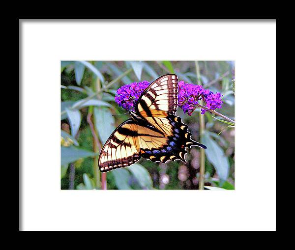 Butterfly Framed Print featuring the photograph Swallow Tail Butterfly by Margie Avellino