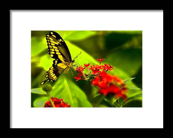 Insect Framed Print featuring the photograph Swallow Tail by Ches Black