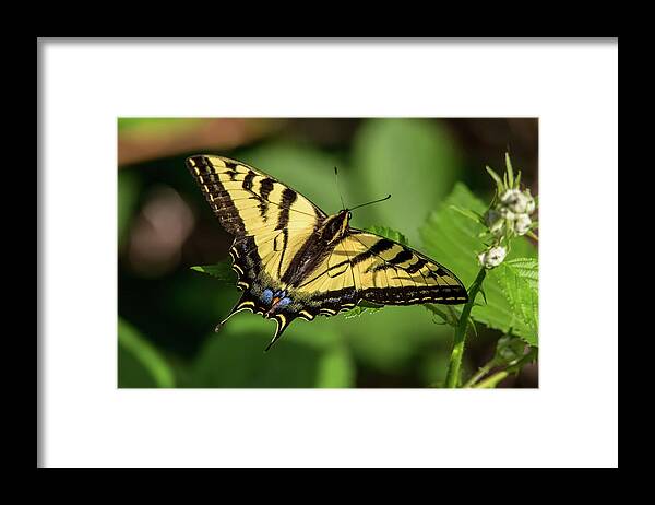 California Framed Print featuring the photograph Swallowtail Butterfly on a Leaf by Marc Crumpler