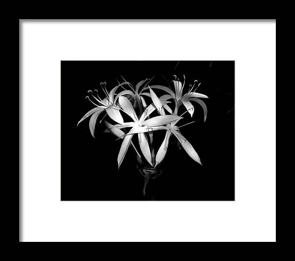 Nature Framed Print featuring the photograph Swamp Lilies by Peggy Urban