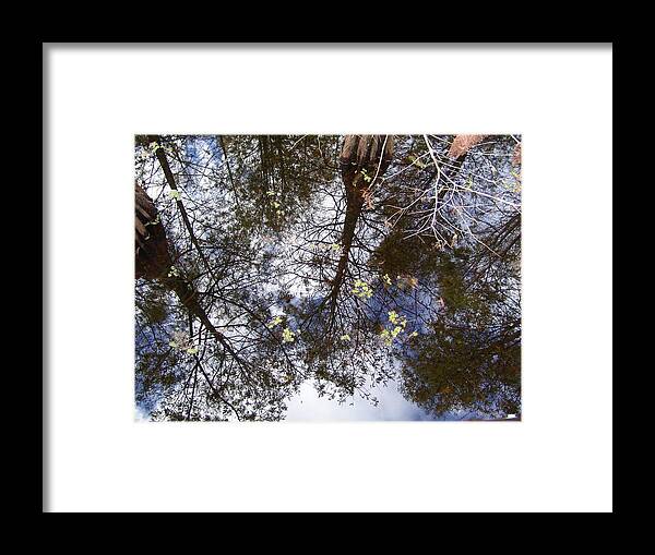 Florida Framed Print featuring the photograph Swamp Mirrored by Florene Welebny